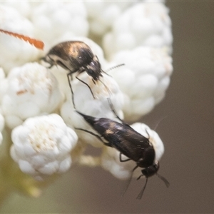 Mordella sp. (genus) (Pintail or tumbling flower beetle) at Bungonia, NSW by AlisonMilton