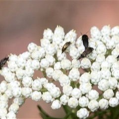 Mordella sp. (genus) (Pintail or tumbling flower beetle) at Bungonia, NSW - 16 Nov 2024 by AlisonMilton