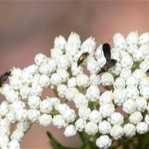 Mordella sp. (genus) (Pintail or tumbling flower beetle) at Bungonia, NSW by AlisonMilton