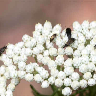 Mordella sp. (genus) (Pintail or tumbling flower beetle) at Bungonia, NSW - 16 Nov 2024 by AlisonMilton