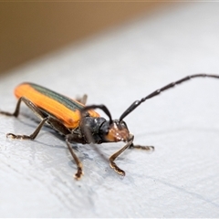 Stenoderus suturalis (Stinking Longhorn) at Bungonia, NSW - 17 Nov 2024 by AlisonMilton