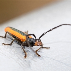 Stenoderus suturalis (Stinking Longhorn) at Bungonia, NSW by AlisonMilton