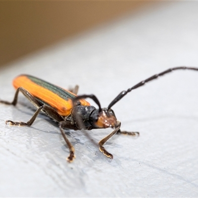 Stenoderus suturalis (Stinking Longhorn) at Bungonia, NSW - 17 Nov 2024 by AlisonMilton