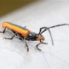 Stenoderus suturalis at Bungonia, NSW - 17 Nov 2024