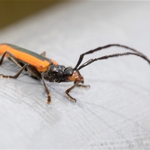 Stenoderus suturalis at Bungonia, NSW - 17 Nov 2024