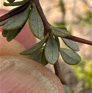 Bursaria spinosa (Native Blackthorn, Sweet Bursaria) at Bredbo, NSW by lbradley