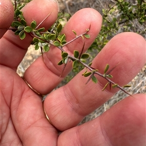 Bursaria spinosa at Bredbo, NSW - 21 Nov 2024