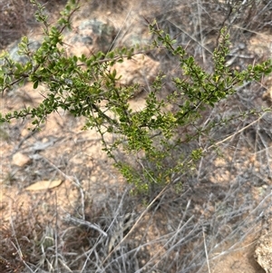 Bursaria spinosa at Bredbo, NSW - 21 Nov 2024