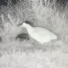 Nycticorax caledonicus (Nankeen Night-Heron) at Jerrabomberra, NSW - 20 Nov 2024 by Wandiyali