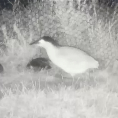 Nycticorax caledonicus (Nankeen Night-Heron) at Jerrabomberra, NSW - 21 Nov 2024 by Wandiyali