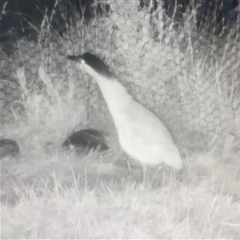 Nycticorax caledonicus at Jerrabomberra, NSW - suppressed