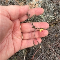 Bossiaea buxifolia (Matted Bossiaea) at Bredbo, NSW - 21 Nov 2024 by lbradley