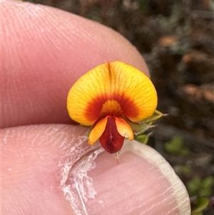 Pultenaea procumbens at Bredbo, NSW - 21 Nov 2024