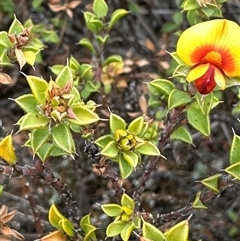 Pultenaea procumbens at Bredbo, NSW - 21 Nov 2024