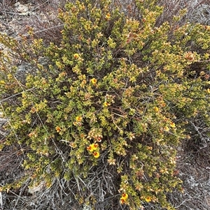 Pultenaea procumbens at Bredbo, NSW - 21 Nov 2024