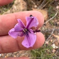 Arthropodium fimbriatum (Nodding Chocolate Lily) at Bredbo, NSW - 21 Nov 2024 by lbradley