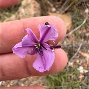 Arthropodium fimbriatum at Bredbo, NSW - 21 Nov 2024