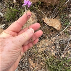 Arthropodium fimbriatum at Bredbo, NSW - 21 Nov 2024