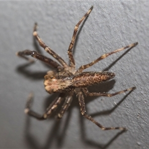 Helpis sp. (genus) at Bungonia, NSW - 17 Nov 2024