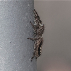 Sandalodes sp. (genus) at Bungonia, NSW - 17 Nov 2024