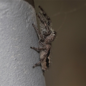 Sandalodes sp. (genus) at Bungonia, NSW - 17 Nov 2024 12:06 PM