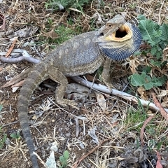 Pogona barbata (Eastern Bearded Dragon) at O'Connor, ACT - 21 Nov 2024 by dexterurbane