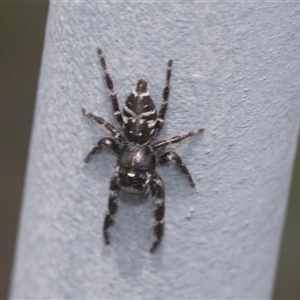 Sandalodes sp. (genus) at Bungonia, NSW - 17 Nov 2024