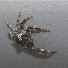 Sandalodes sp. (genus) at Bungonia, NSW - 17 Nov 2024