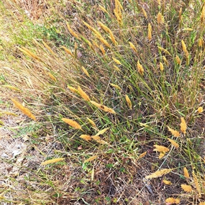 Anthoxanthum odoratum (Sweet Vernal Grass) at Watson, ACT by abread111