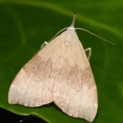 Parilyrgis concolor (An Erebid moth (Hypeninae) by PJH123