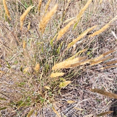 Anthoxanthum odoratum (Sweet Vernal Grass) at Watson, ACT - 21 Nov 2024 by abread111