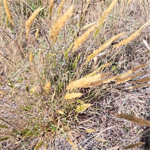 Anthoxanthum odoratum at Watson, ACT - 21 Nov 2024