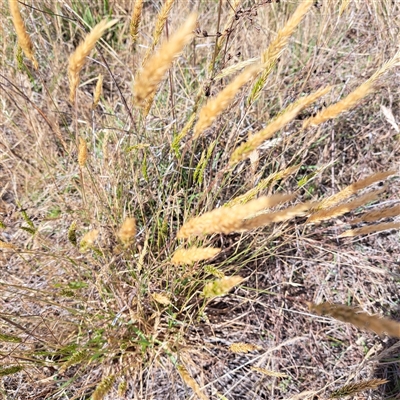 Anthoxanthum odoratum (Sweet Vernal Grass) at Watson, ACT - 20 Nov 2024 by abread111