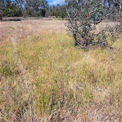 Anthoxanthum odoratum at Watson, ACT - 21 Nov 2024