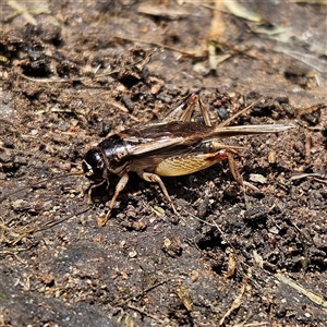 Lepidogryllus sp. (genus) at Braidwood, NSW - 21 Nov 2024