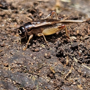 Lepidogryllus sp. (genus) at Braidwood, NSW - 21 Nov 2024