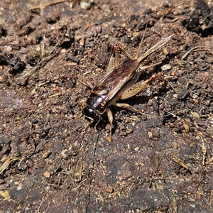 Lepidogryllus sp. (genus) at Braidwood, NSW - 21 Nov 2024