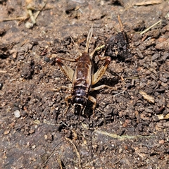 Lepidogryllus sp. (genus) at Braidwood, NSW - 21 Nov 2024