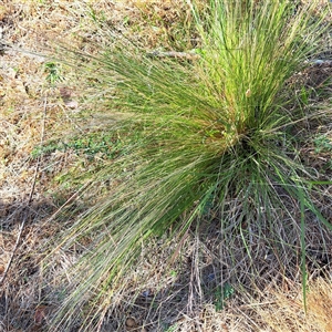 Nassella trichotoma (Serrated Tussock) at Watson, ACT by abread111