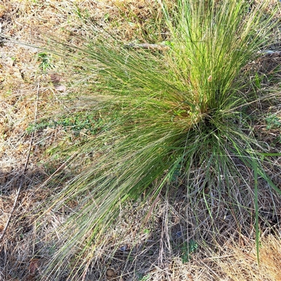 Nassella trichotoma (Serrated Tussock) at Watson, ACT - 20 Nov 2024 by abread111