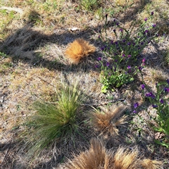 Nassella trichotoma at Watson, ACT - 21 Nov 2024