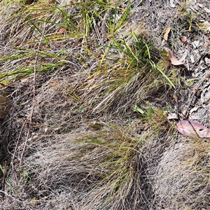 Nassella trichotoma at Watson, ACT - 21 Nov 2024 09:52 AM