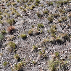 Nassella trichotoma at Watson, ACT - 21 Nov 2024