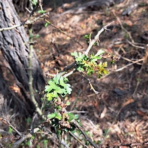 Crataegus monogyna (Hawthorn) at Watson, ACT by abread111