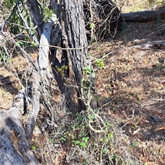 Crataegus monogyna at Watson, ACT - 21 Nov 2024