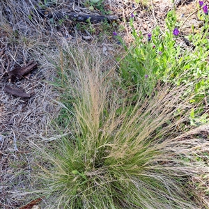 Nassella trichotoma (Serrated Tussock) at Watson, ACT by abread111