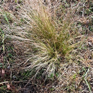 Nassella trichotoma at Watson, ACT - 21 Nov 2024