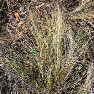 Nassella trichotoma (Serrated Tussock) at Watson, ACT by abread111