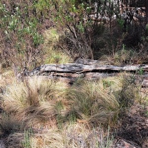 Nassella trichotoma at Watson, ACT - 21 Nov 2024