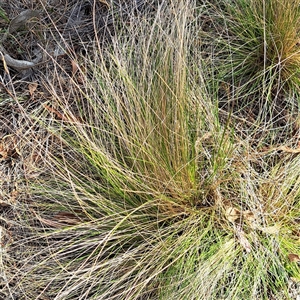 Nassella trichotoma (Serrated Tussock) at Watson, ACT by abread111